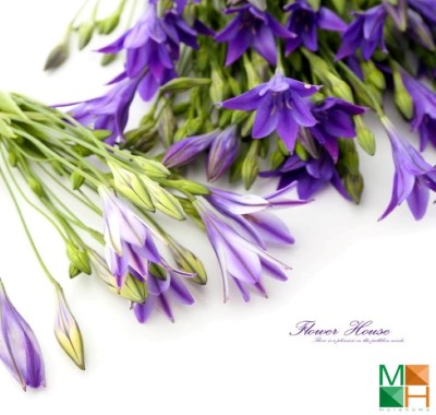  Tranh dán tường hoa lavender tại Quỳnh Lôi, Hai Bà Trưng, Hà Nội FW - 313